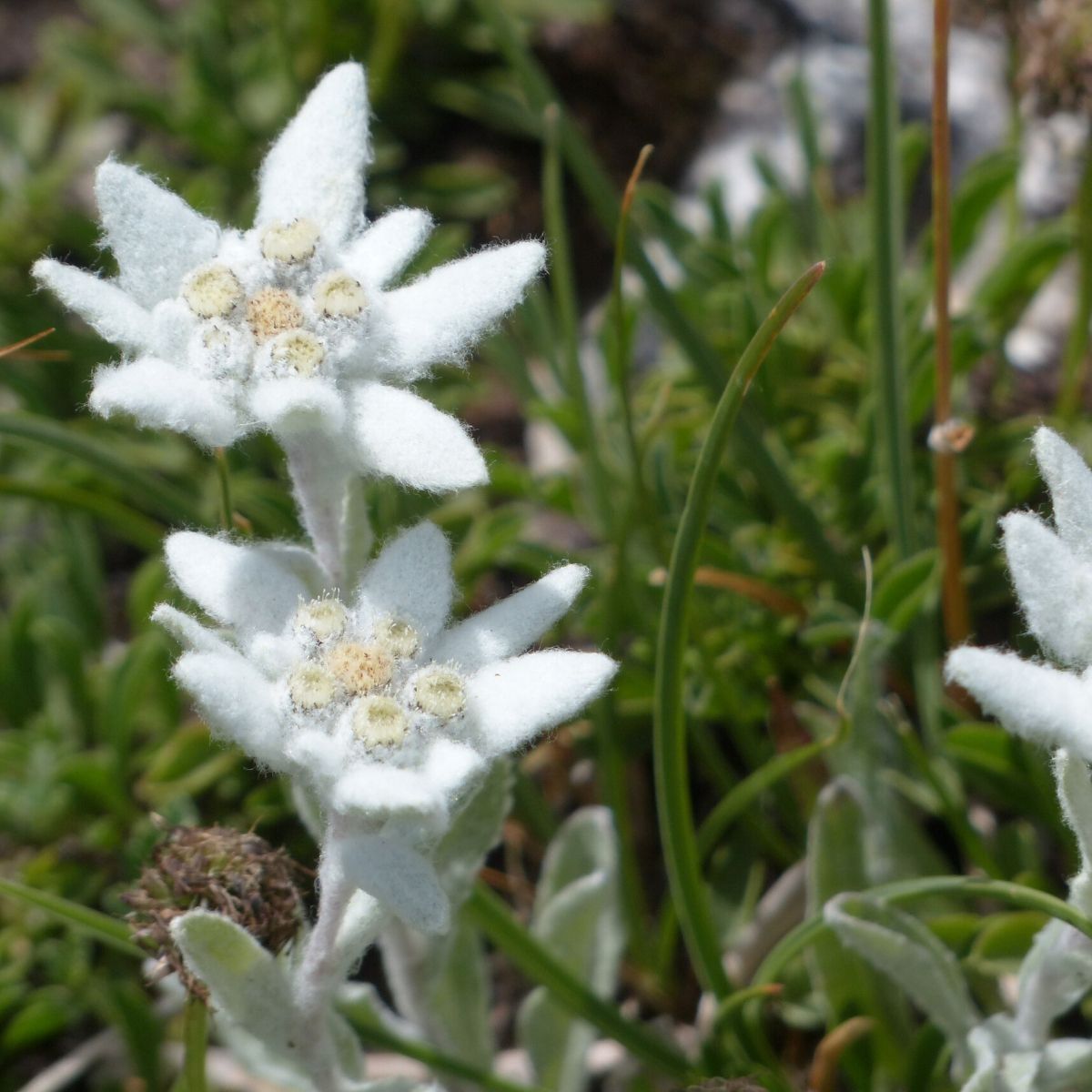 edelweiss